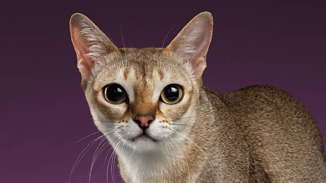 Кошка с корогткой золотистой шерстью и большими глазами смотрит прямо