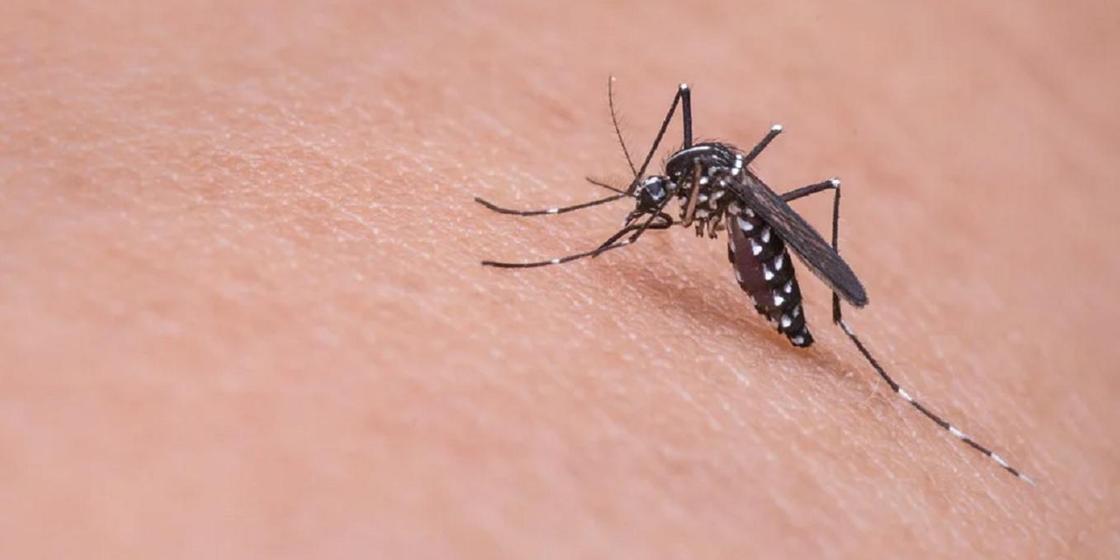 Ученые рассказали, могут ли комары переносить коронавирус