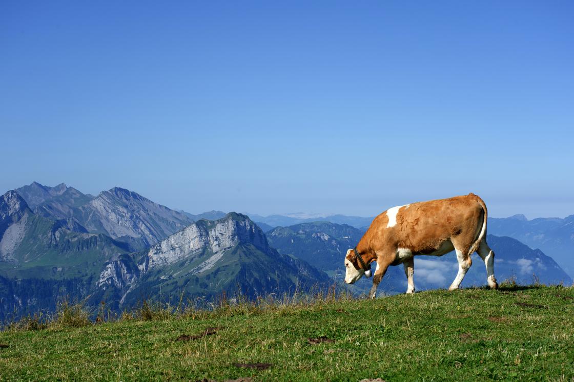 Корова пасется на пастбище