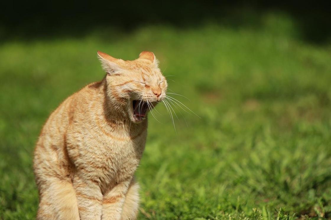 Зачем мы зеваем и почему это так заразительно? У ученых возникла новая теория