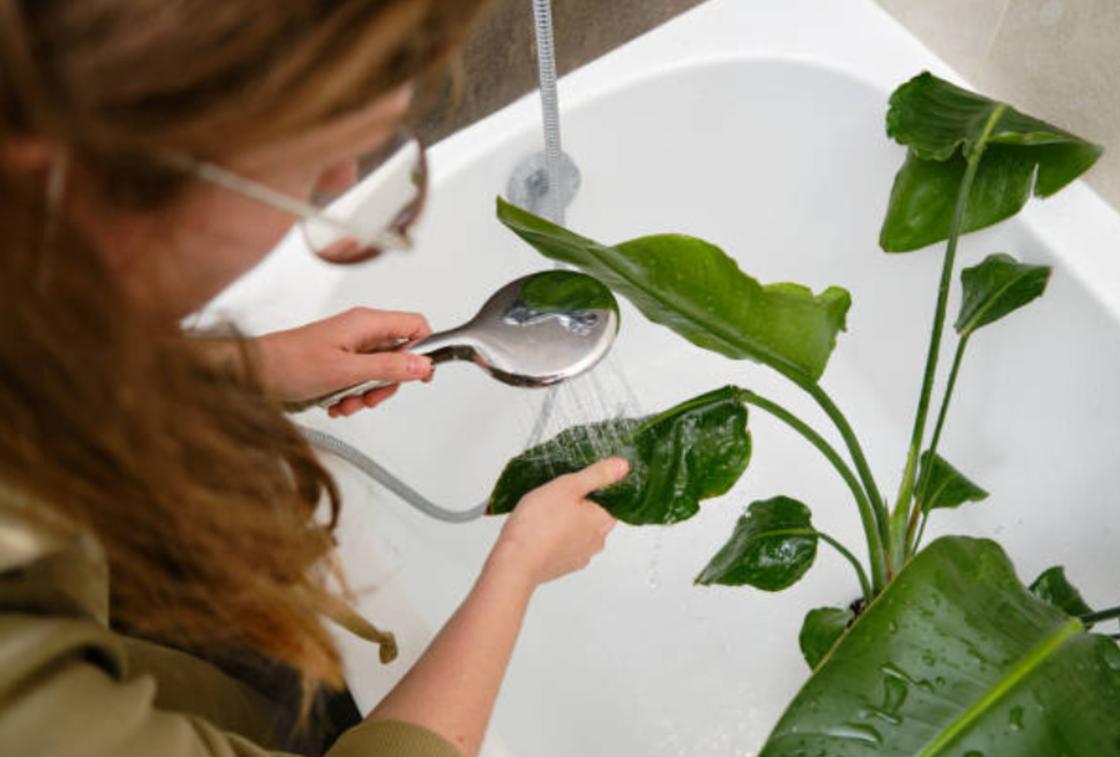 Женщина моет растение под душем