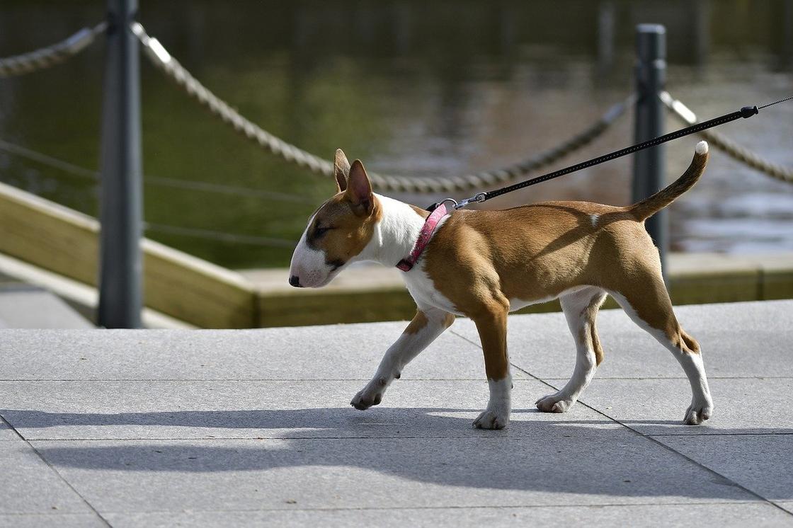 Собака с длинной утолщенной мордой и стоячими ушами идет на поводке по набережной