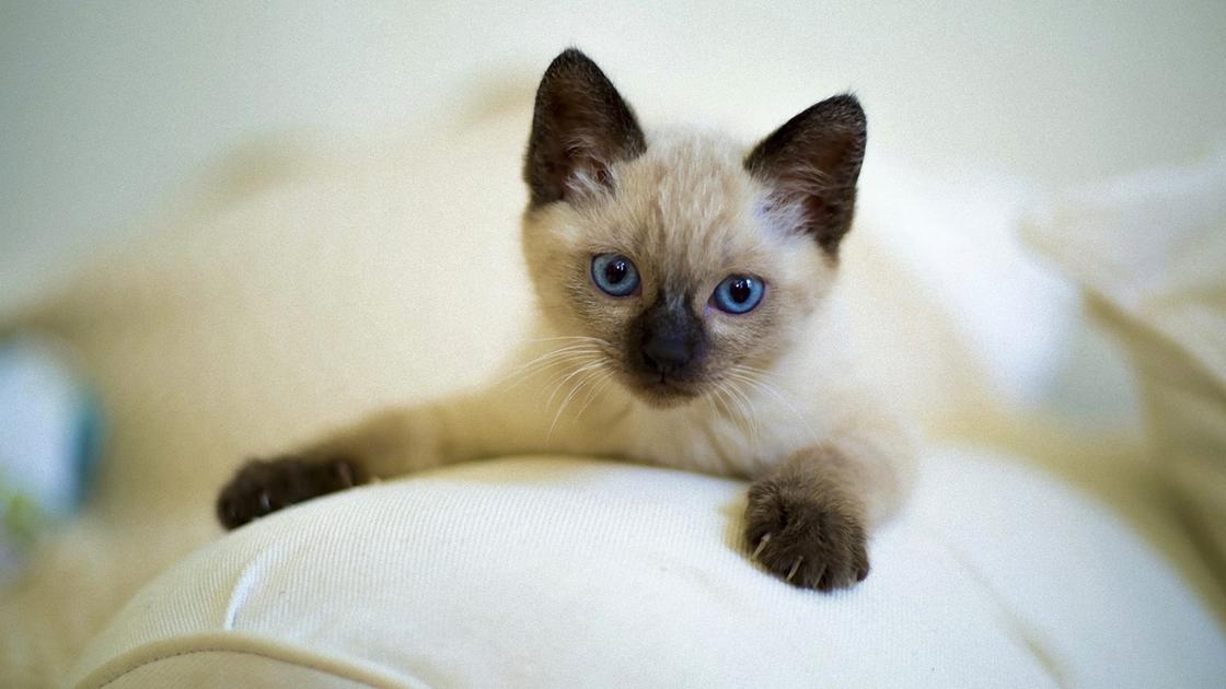 Котенок с голубыми глазами, темными лапками, мордочкой и ушами сидит на подушке