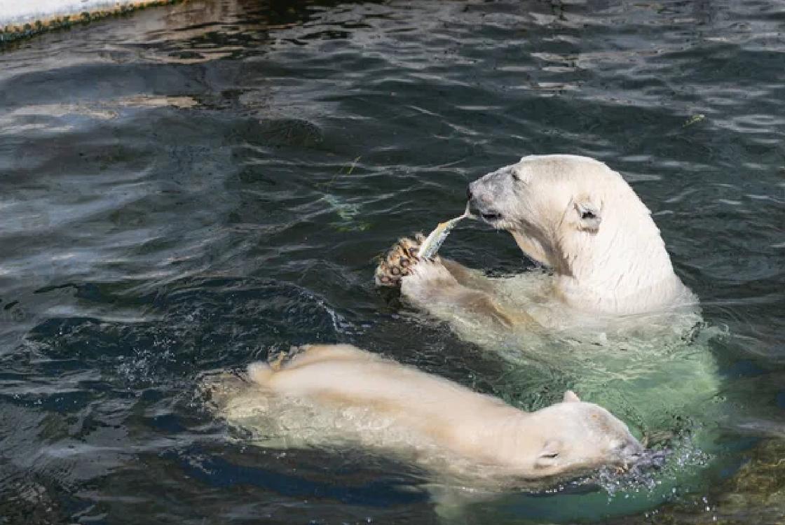 Белые медведи ловят рыбу в воде