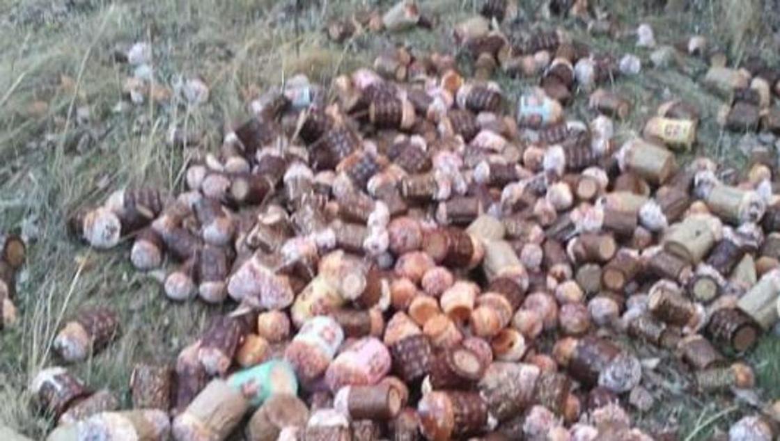 «Совсем уже зажрались»: гору выброшенных пасхальных куличей нашли под мостом вблизи Аксу