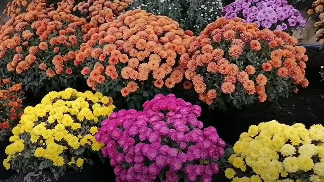 Шаровидные хризантемы разных расцветок