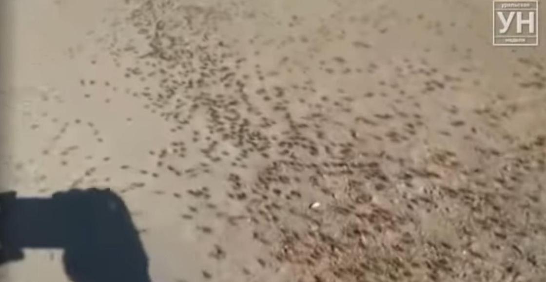 Несметные полчища мигрирующих жуков сняли на видео в ЗКО
