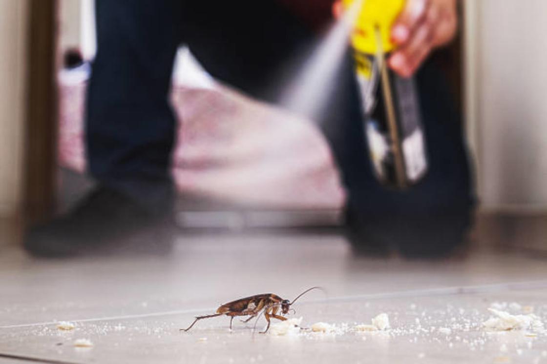 Таракан на полу собирает крошки. Человек брызгает на него из распылителя