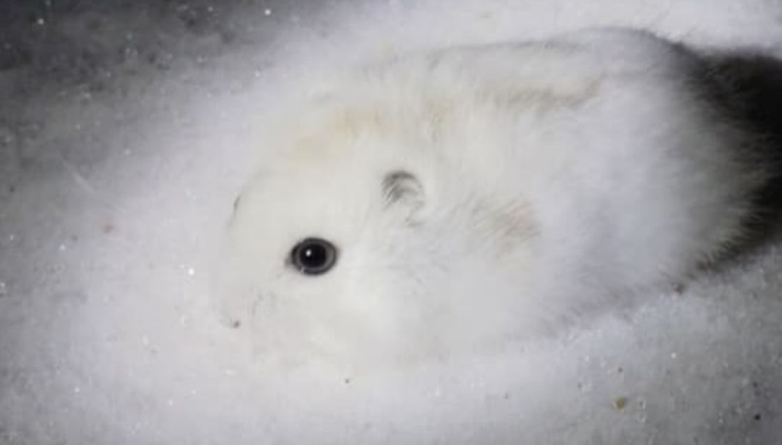 Жоңғар атжалманы