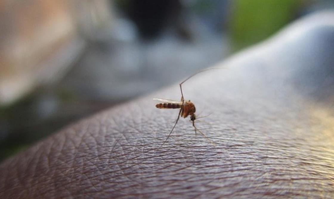 Туристы, отдыхавшие в Таиланде, завезли лихорадку денге в Алматы