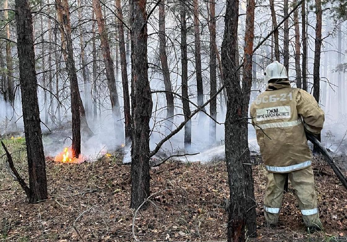 Пожарный тушит огонь между деревьев в лесу