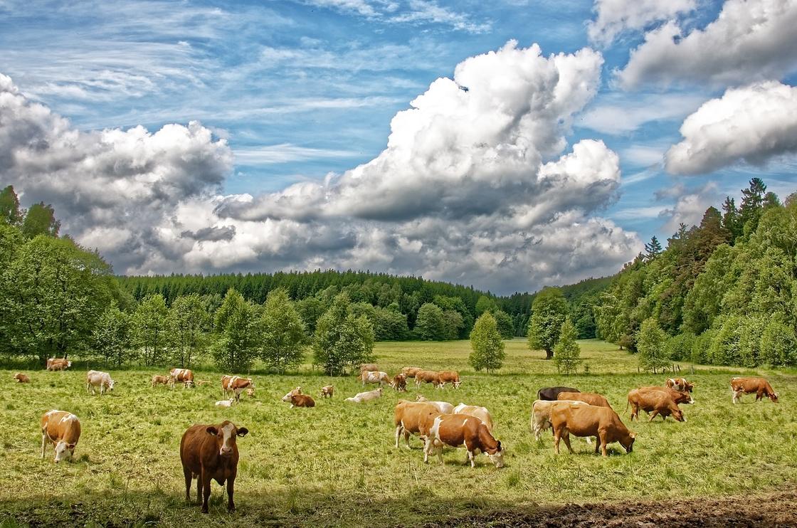 Коровы на поляне
