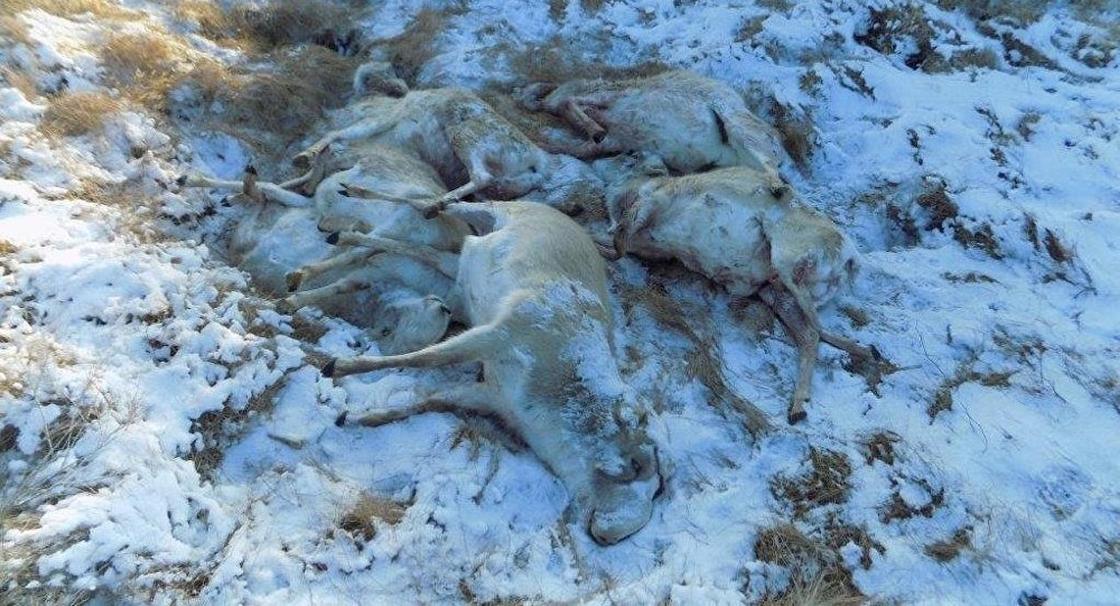 50 туш сайги с отпиленными рогами нашли в Карагандинской области 50 туш сайги с отпиленными рогами нашли в Карагандинской области