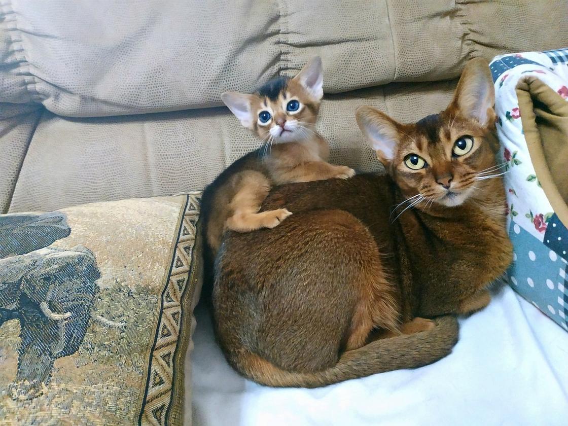 Кошка с котенком лежат на коврике возле своей лежанки