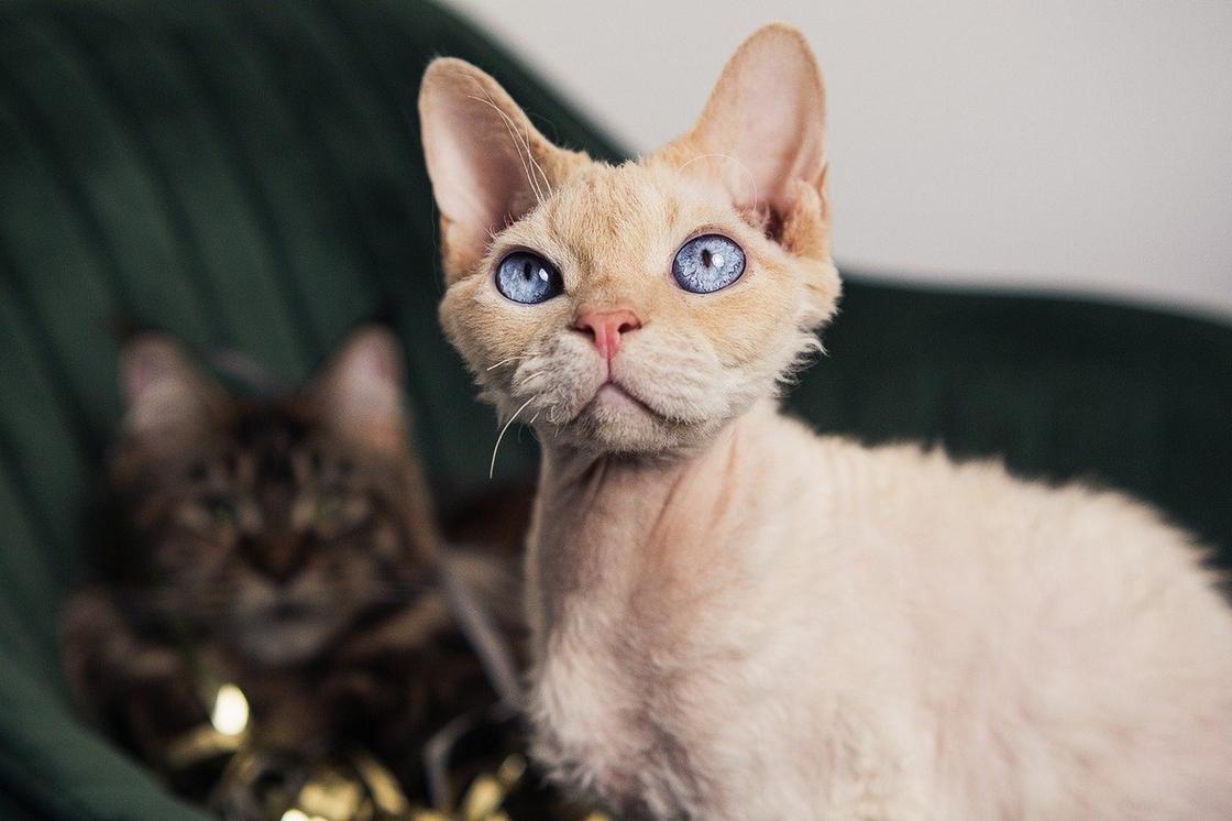 Кот бежевого цвета с треугольной мордой и большими голубыми глазами