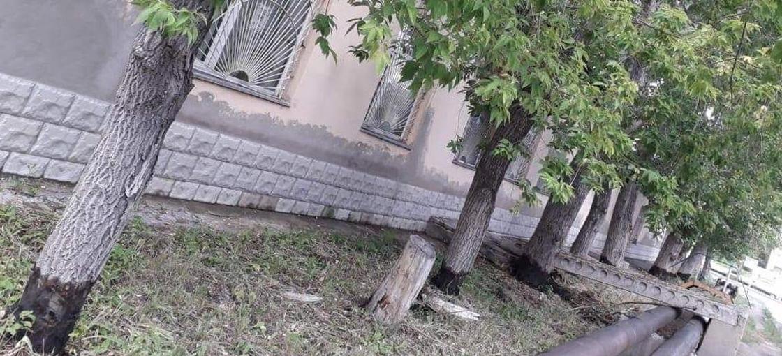 Неизвестные поливают деревья бензином в Караганде