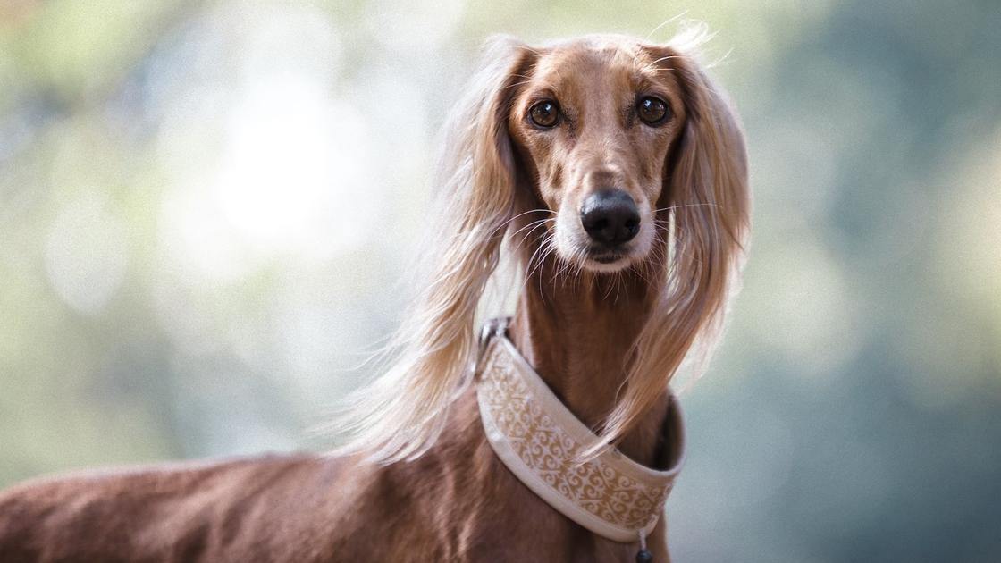 Стройная собака коричневого окраса с длинной мордой и длинными пушистыми ушами стоит и смотрит