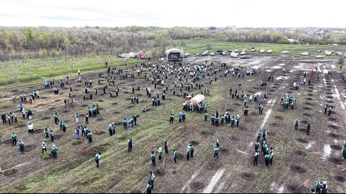 Оралда 1000 түп ағаш көшеті отырғызылды