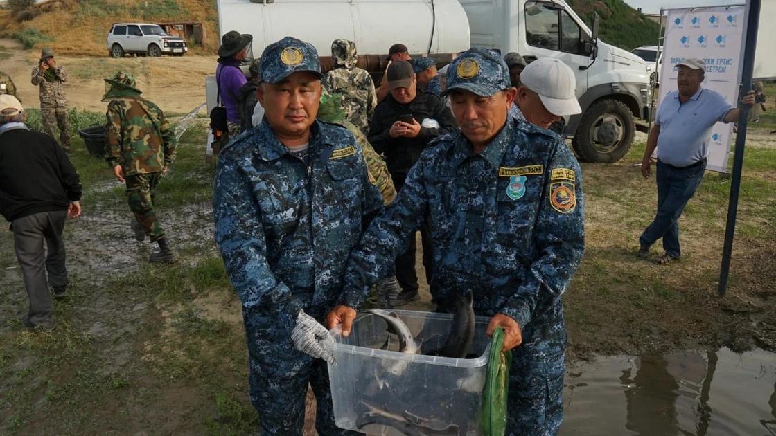 В Черный Иртыш вернулся осетр