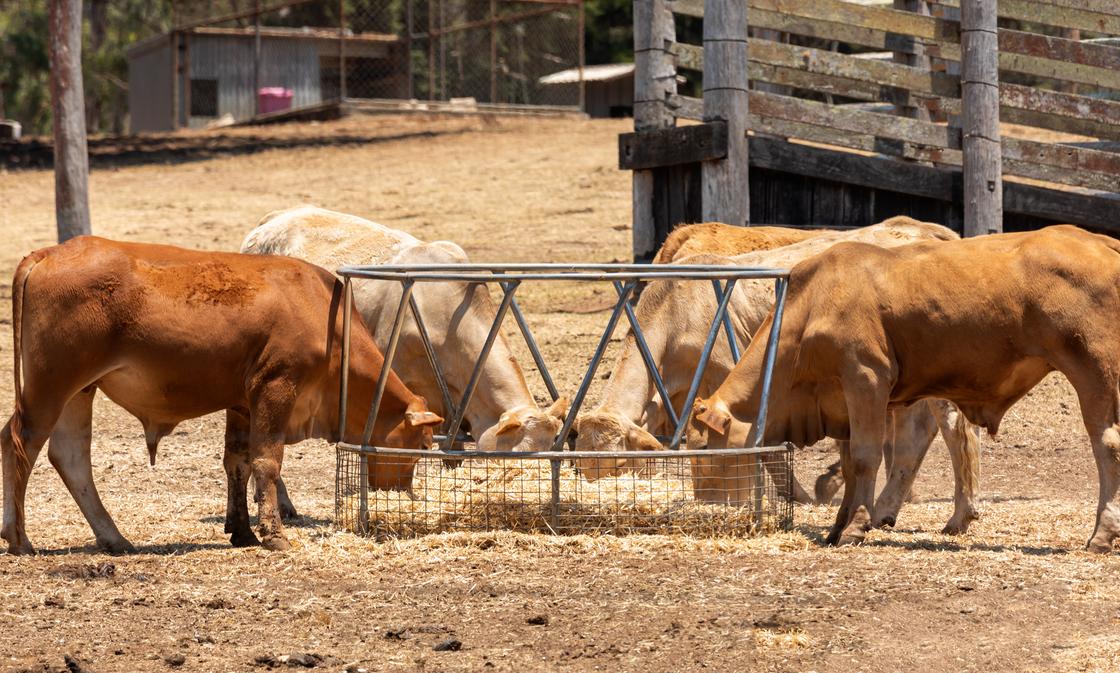 Забой скота в специально отведенных местах на Курбан айт запретили в Нур-Султане
