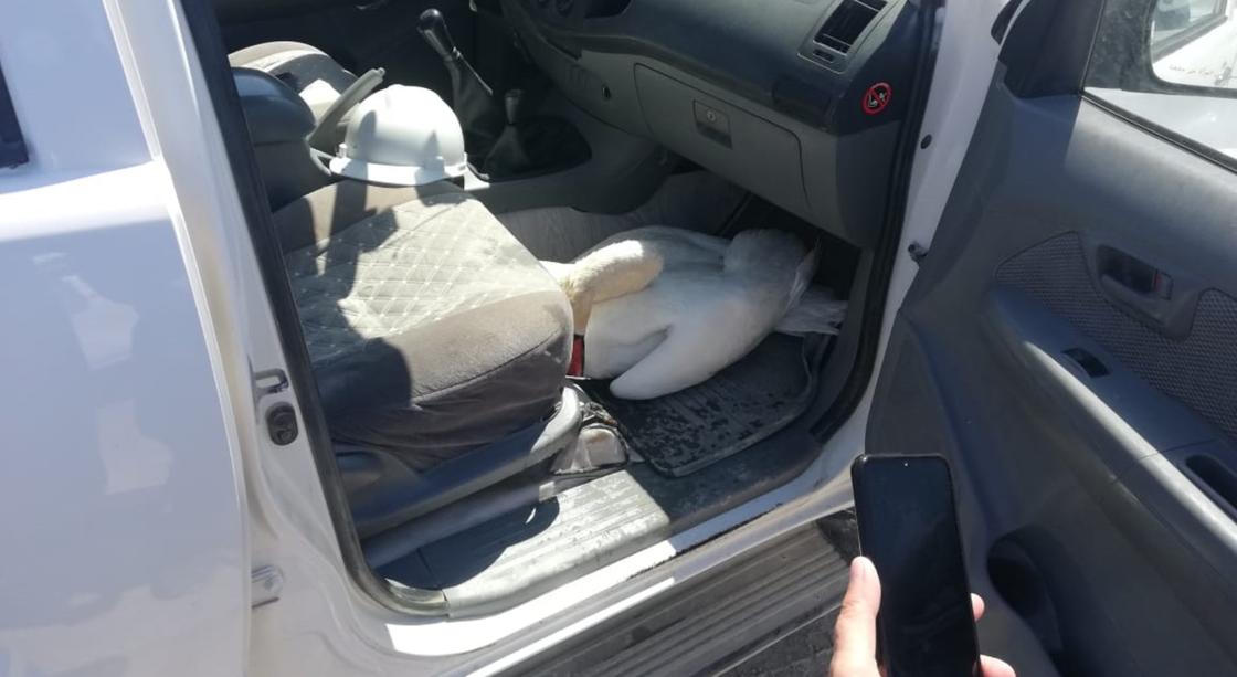 Лебедь сидит в машине