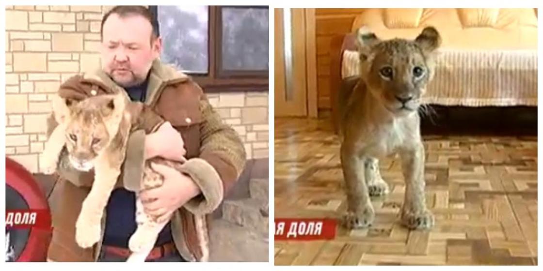 Алматинец сдавал львенка в аренду для фотосессий