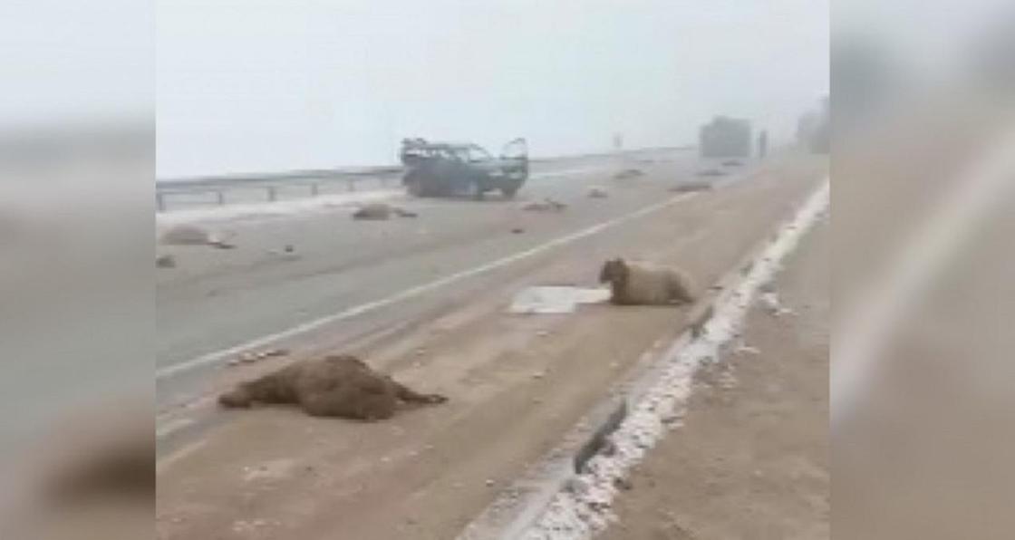 Водитель авто сбил пастуха с его овцами и попал в ДТП на юге Казахстана