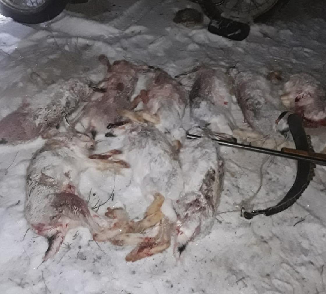 Туши убитых зайцев лежат на снегу