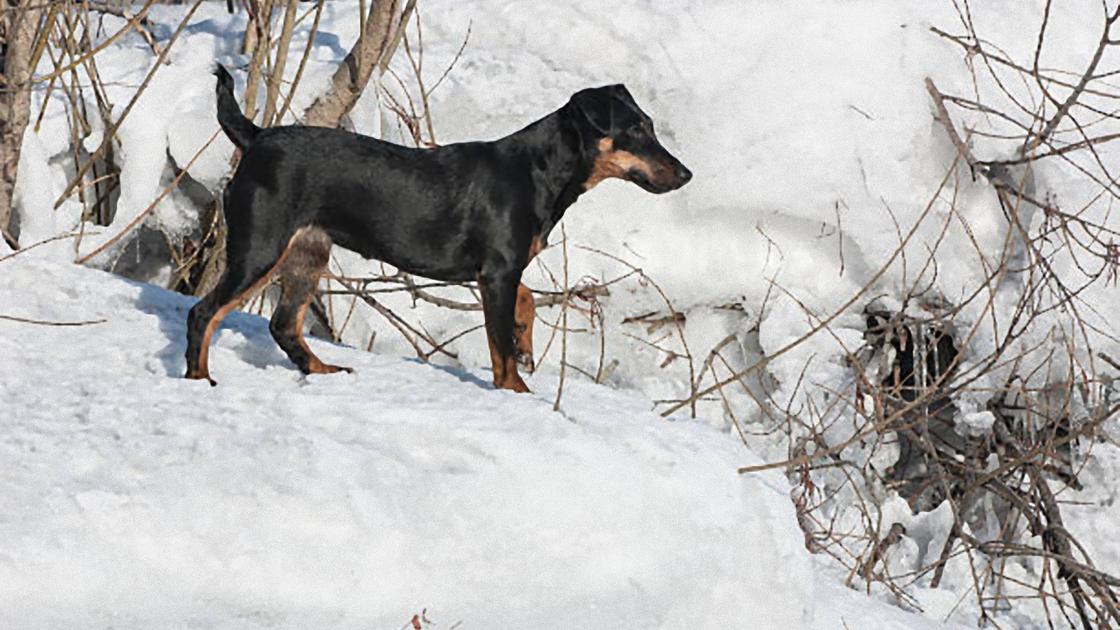 Черная собака стоит на сугробе снега и смотрит в кусты