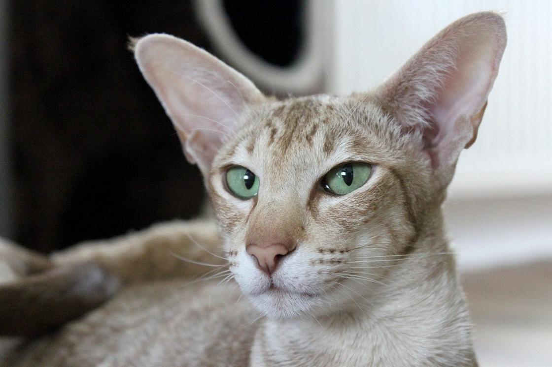 Серая кошка с большими заостренными ушами и зелеными глазами лежит и смотрит