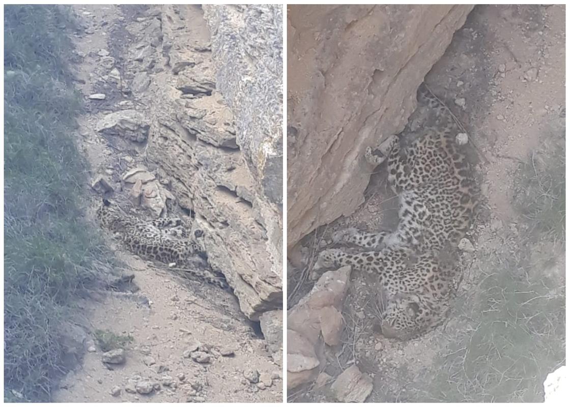 Мертвый леопард в Мангистау