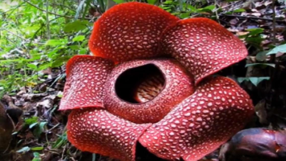 Обнаружен самый крупный цветок на планете