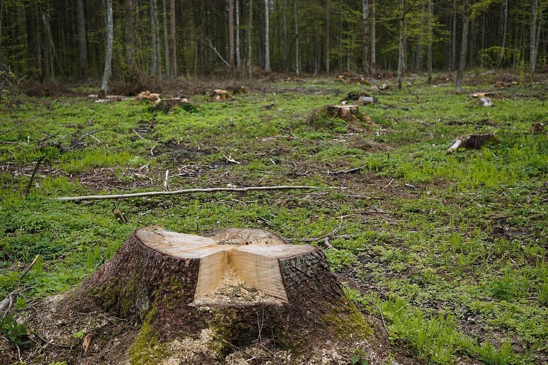 Вырубку деревьев в Нацпарке алматы объяснили в министерстве Вырубку деревьев в Нацпарке алматы объяснили в министерстве