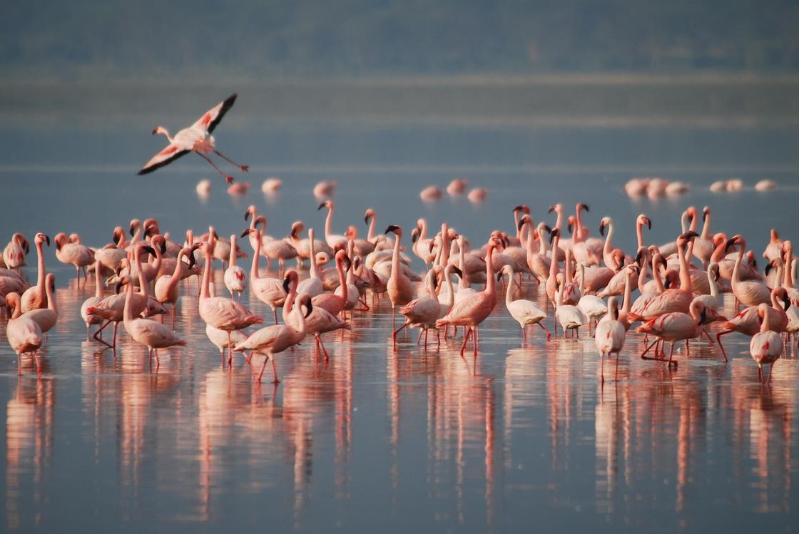 Большую стаю фламинго сняли в Актау с высоты птичьего полета