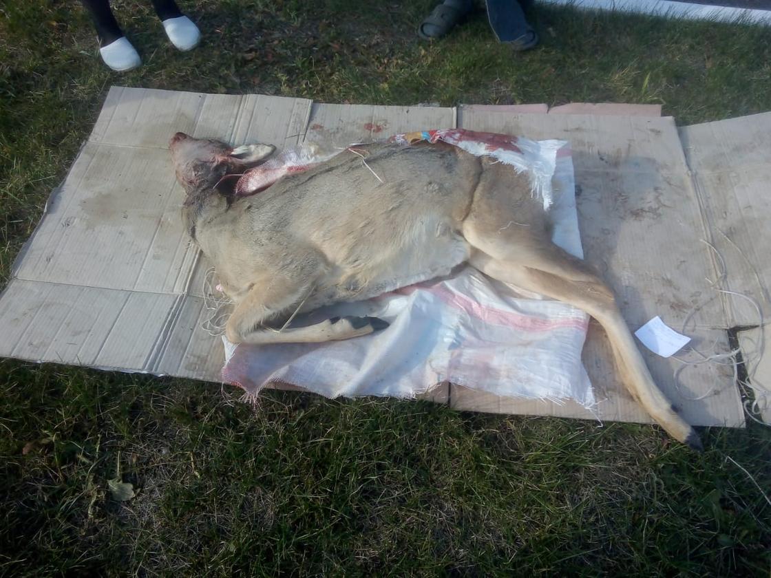 Застреленная сибирская косуля лежит на траве