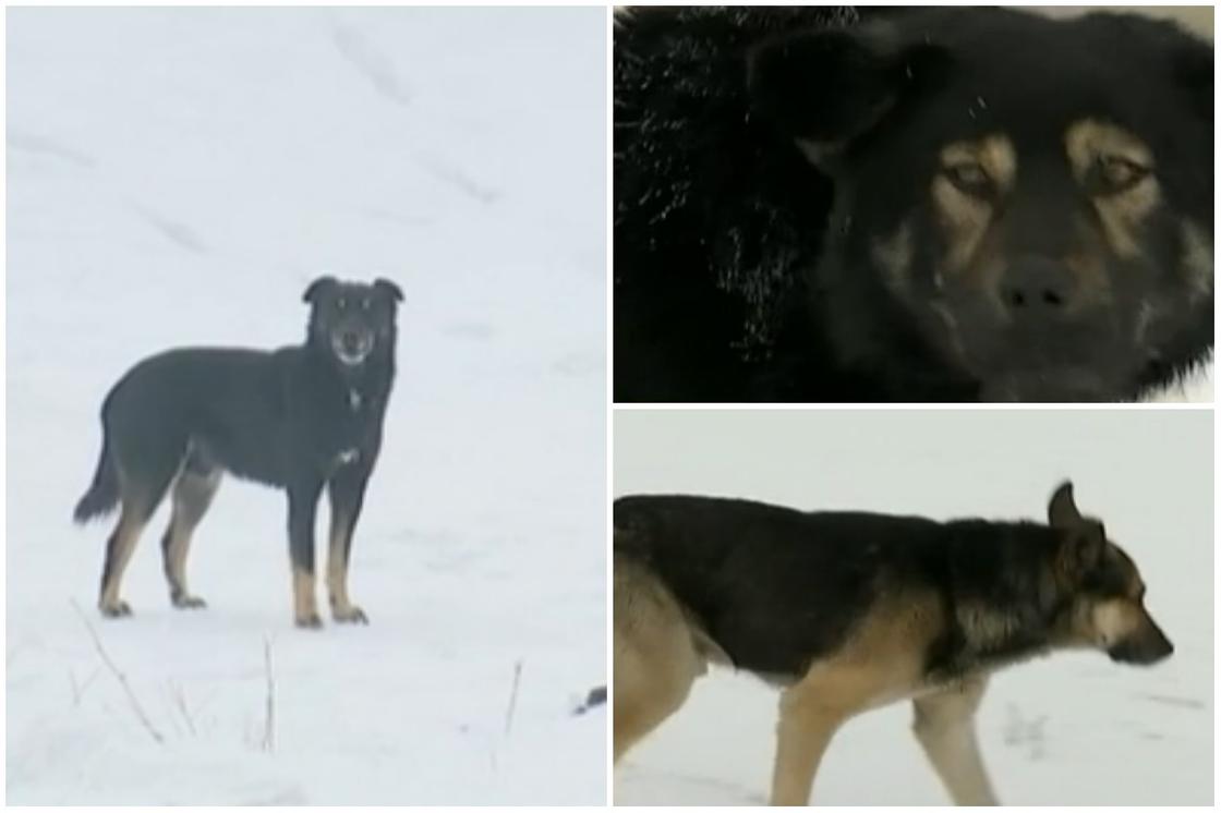 Стая бродячих собак зверски истязала 8-летнего ребенка в Акмолинской области