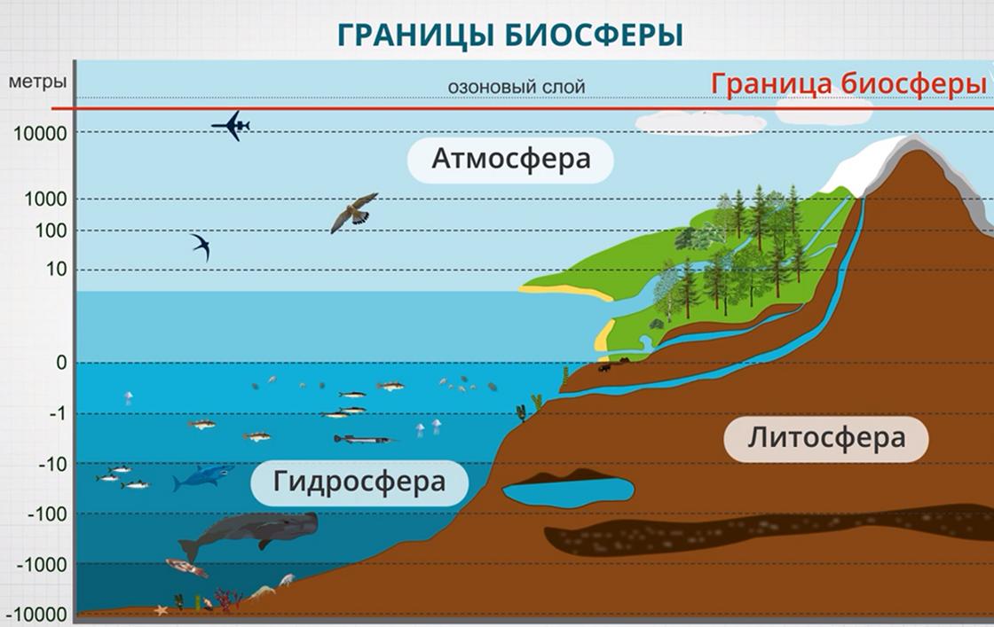 Схема биосферы