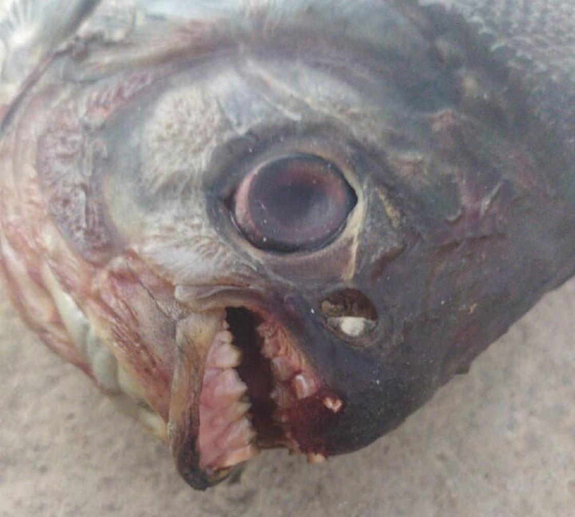 Рыба с человеческими зубами, пойманная в Шымкенте