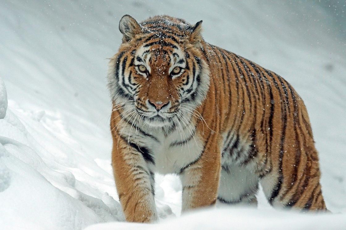 Тигр идет по снегу