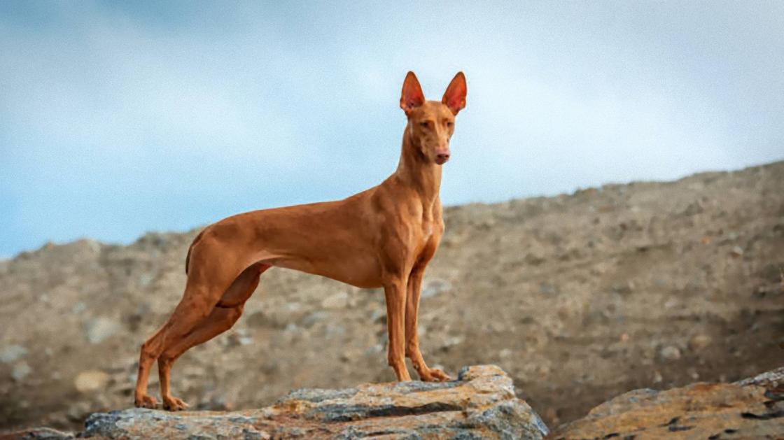 Короткошерстная рыжая собака с подтянутым мускулистым телом, длинной мордой и стоячими ушами стоит на каменной глыбе