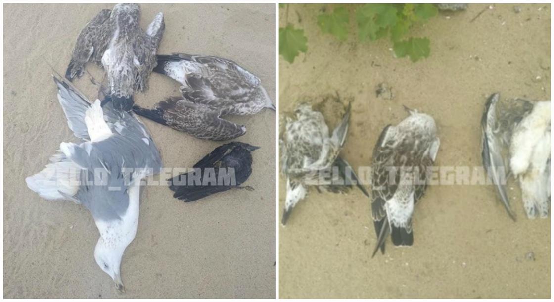 Несколько мертвых птиц лежат на берегу Актюбинского водохранилища