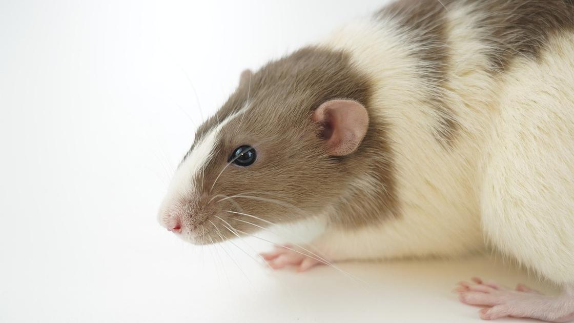 Крыса с коричнево-белыми пятнами
