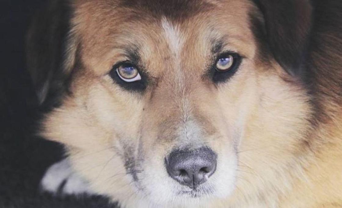 Сотрудники ветеринарной службы убили собаку на глазах ребенка в Темиртау