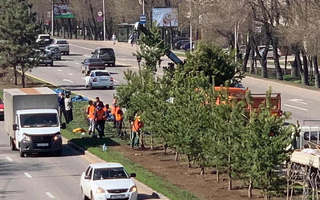 Деревья начали высаживать на проспекте Аль-Фараби в Алматы (фото)