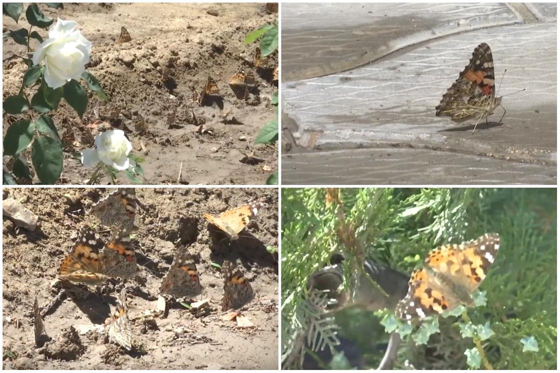 Нашествие бабочек в Актау сняли на видео