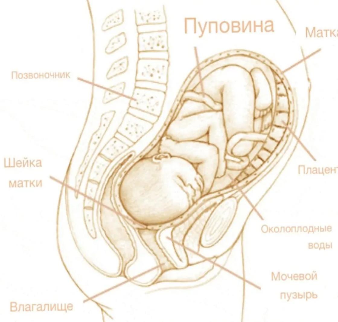 24 неделя беременности: полное описание, фото, УЗИ