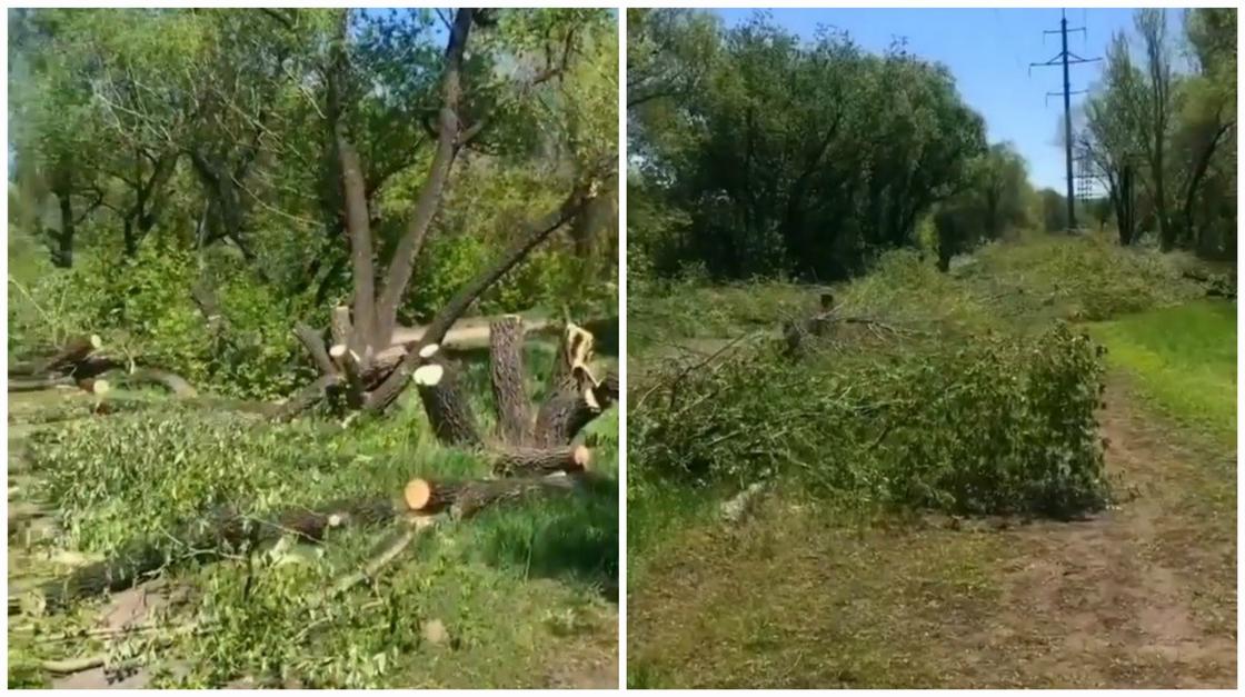 Вырубка деревьев в центральном парке возмутила карагандинцев