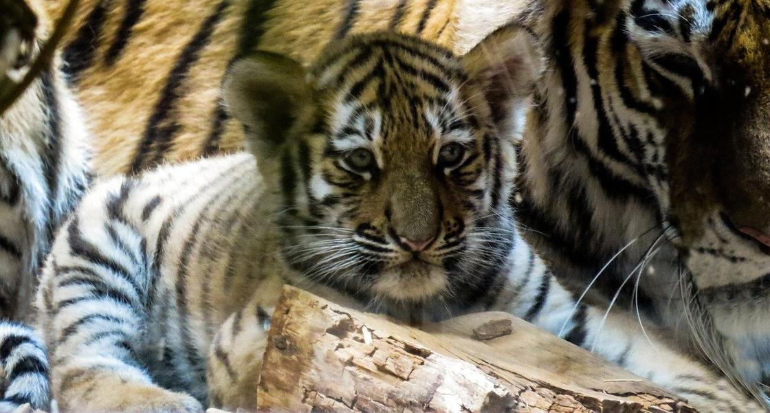 Казахстанец получил срок за попытку украсть тигренка из зоопарка в России