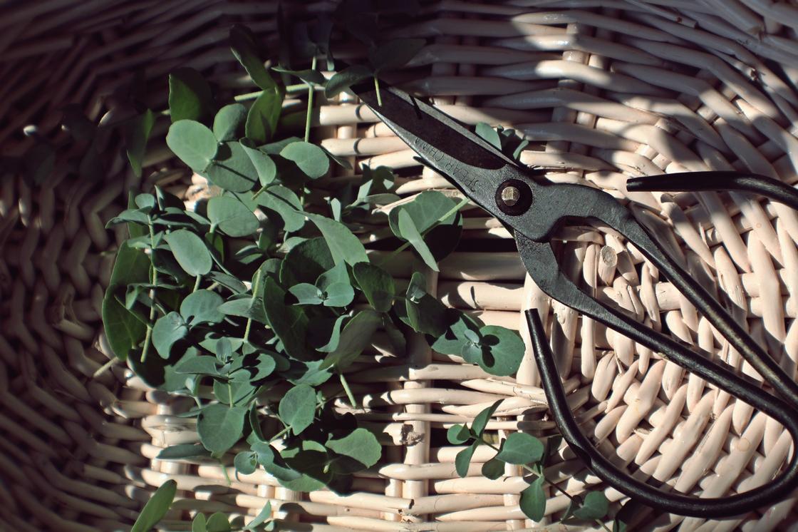 Ножницы и срезанные листья эвкалипта в корзинке