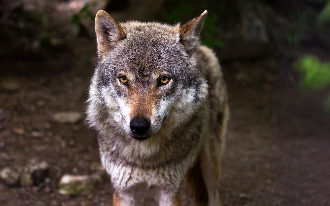 Волчица отомстила за смерть своих детей в Актюбинской области